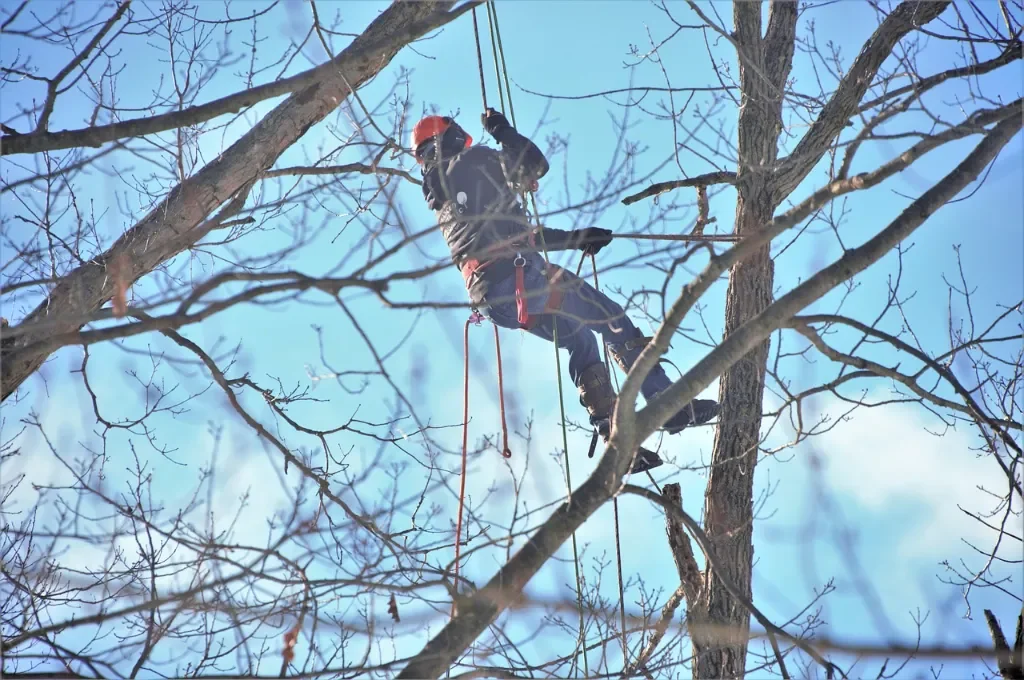 Pielęgnacja drzew i arborystyka