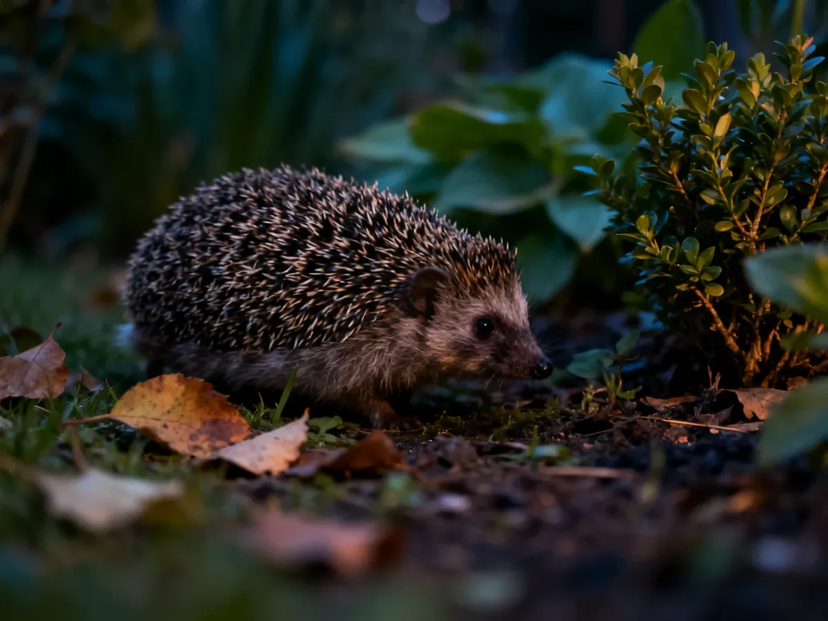 Jeż przemierzający naturalny ogród o zmierzchu